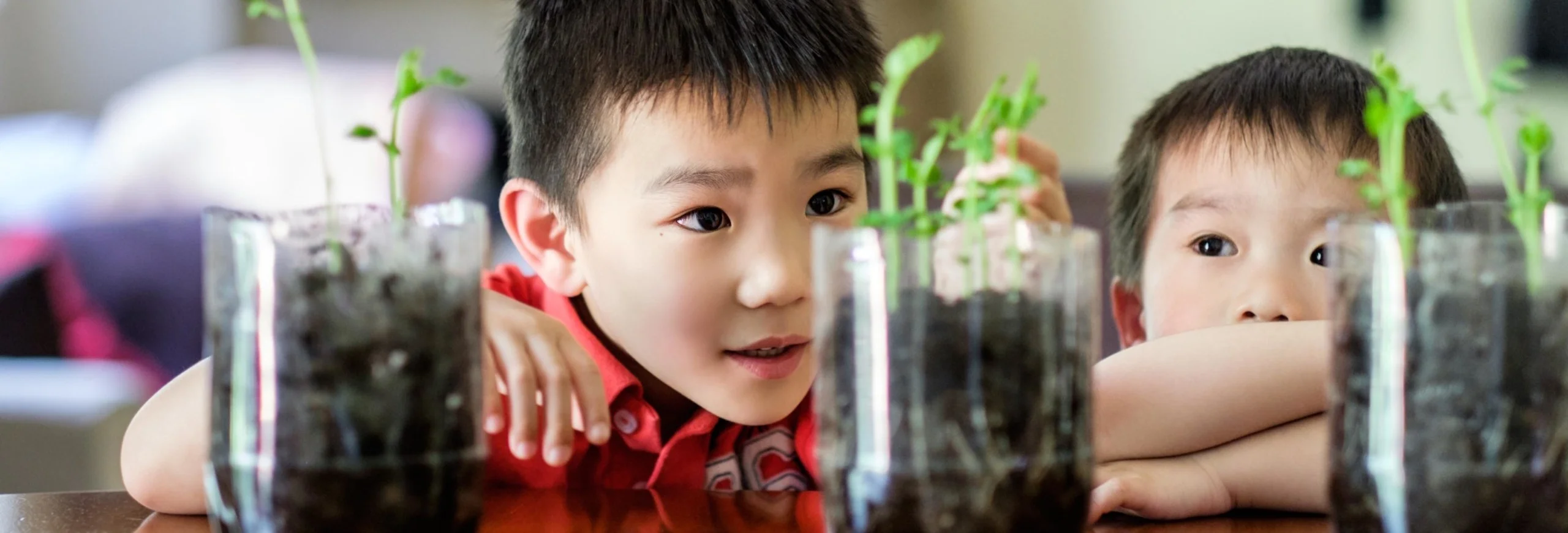 A shot of an Asian boy watching the growth of his plant as part of the science project