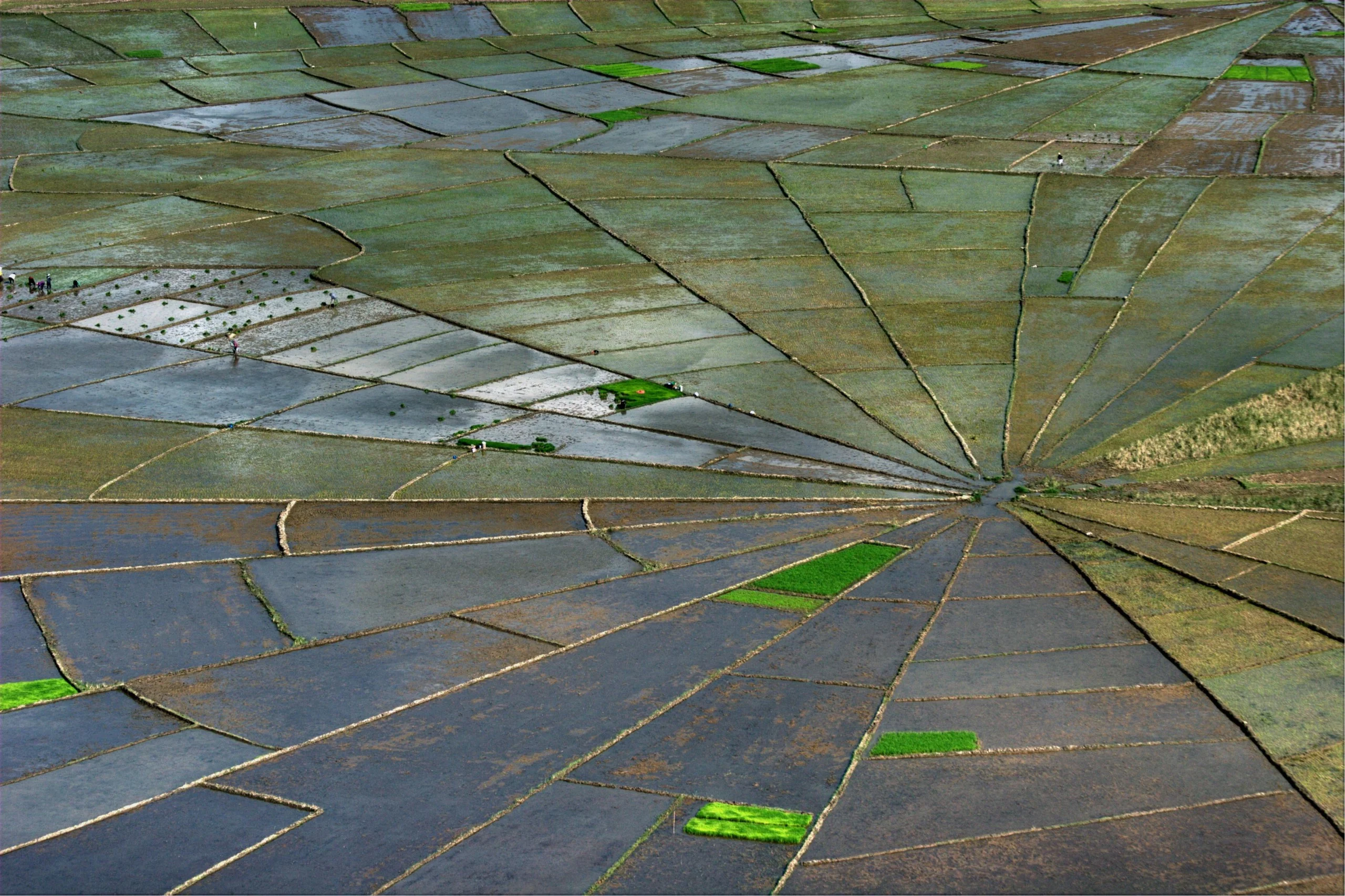 Spiderweb rice terraces
