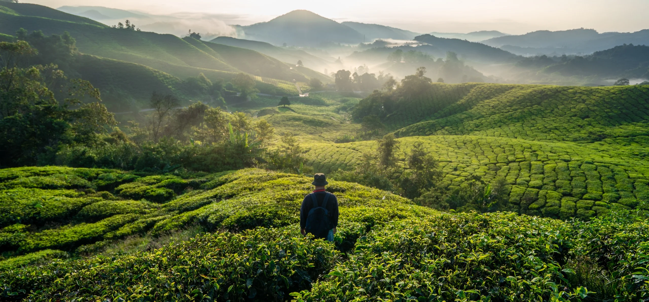Pahang, Cameron Highland, 03rd September 2020 - Rearview of hiker alone admire at the tea plantation field in the morning. Beautiful sunlight showing on the landscape.