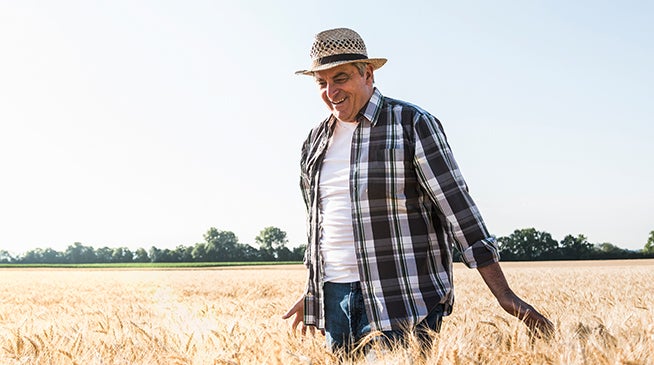 A middle-aged man walking through a wheat field on a bright sunny day